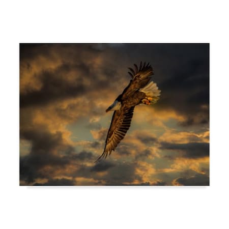 Galloimages Online 'Bald Eagle At Sunset' Canvas Art,18x24